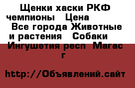 Щенки хаски РКФ чемпионы › Цена ­ 90 000 - Все города Животные и растения » Собаки   . Ингушетия респ.,Магас г.
